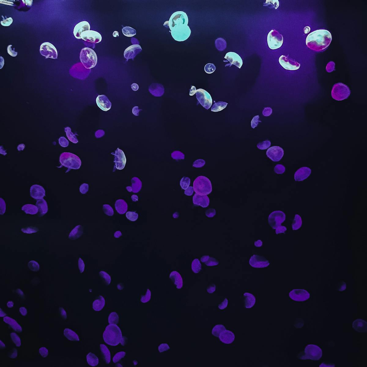 Man sitting in an outdoor ice bath surrounded by snow