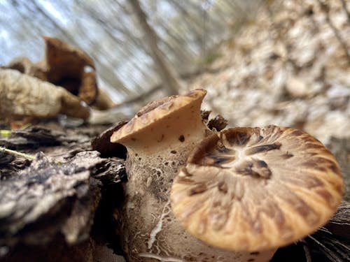 森林, 森林蘑菇, 蘑菇 的 免費圖庫相片