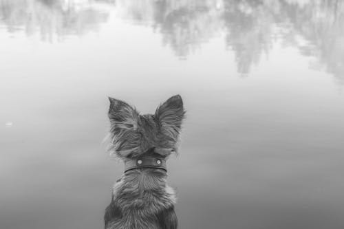 Dog Looking at the Lake