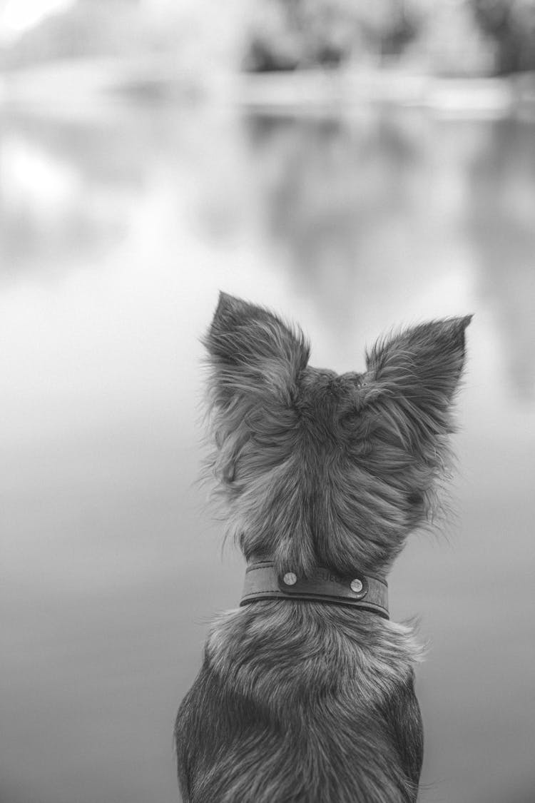 Grayscale Photo Of A Dog