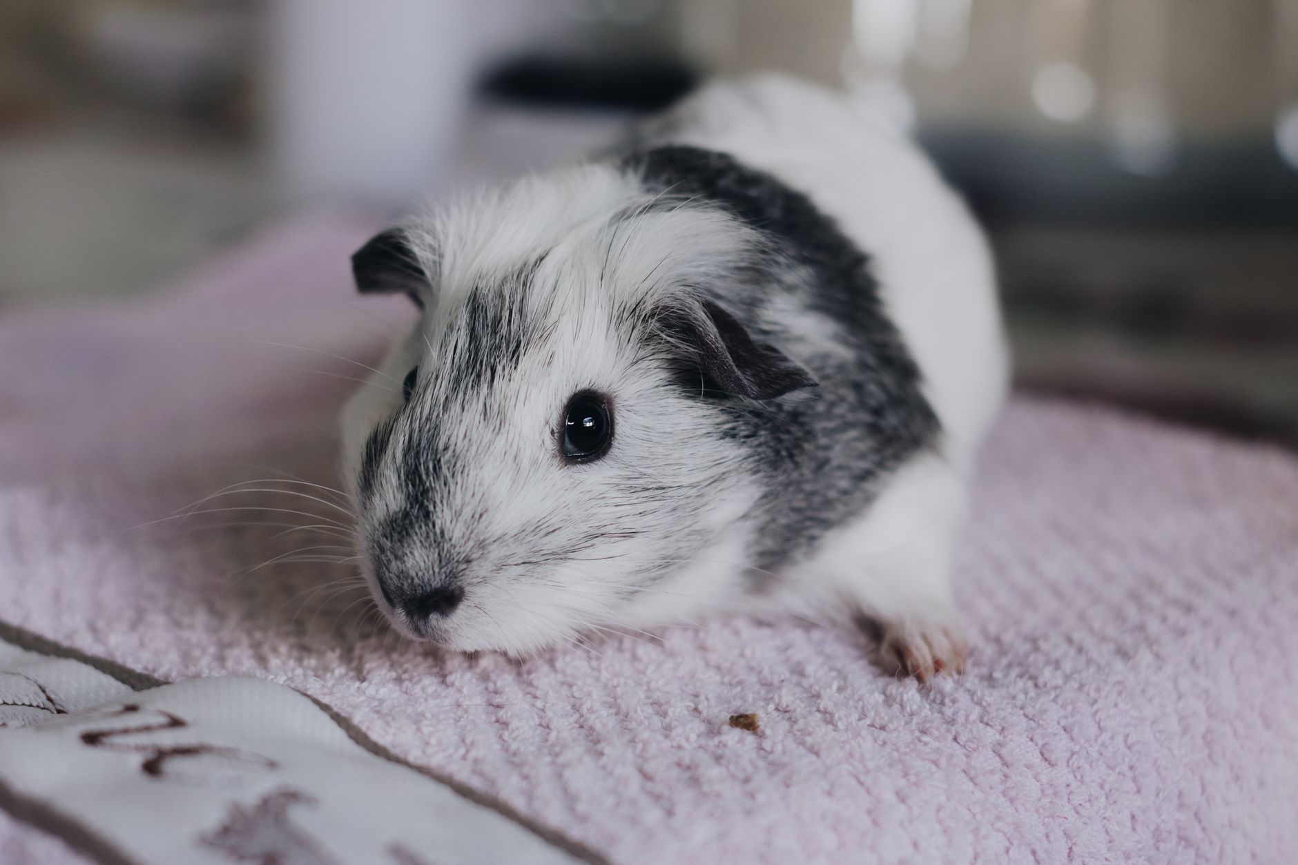 A guinea pig undergoing diagnostic blood testing at a veterinary clinic