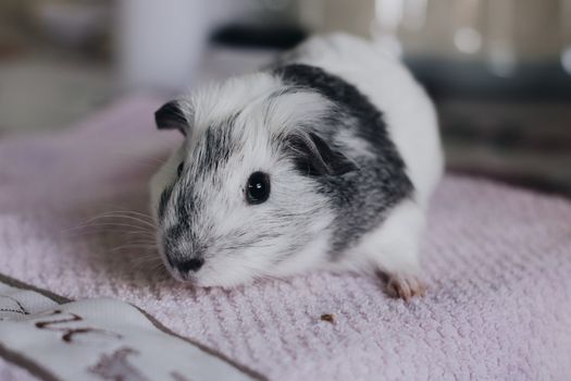 White and Black Guinea Pig on Pink and White Textile