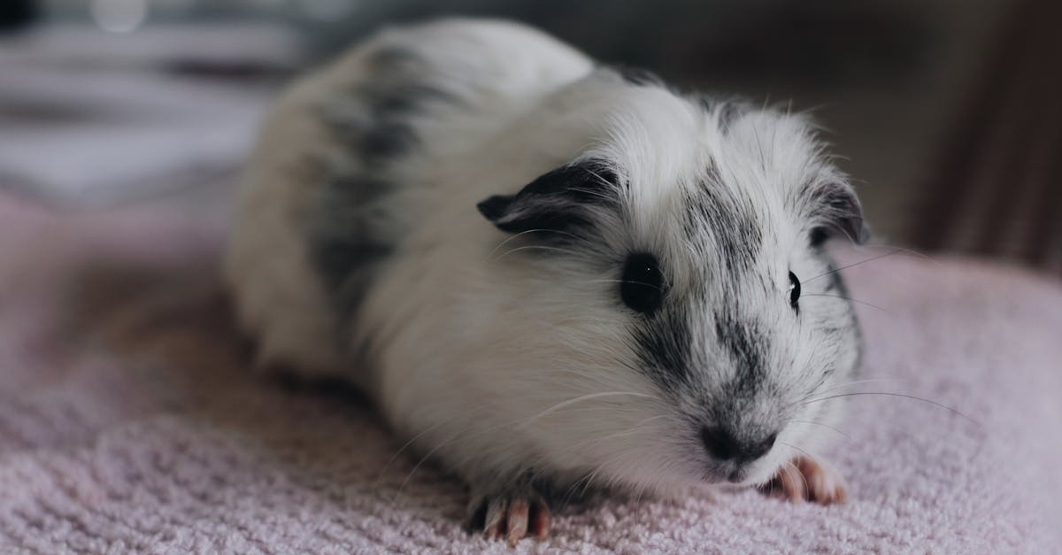 Les besoins spécifiques des rongeurs âgés