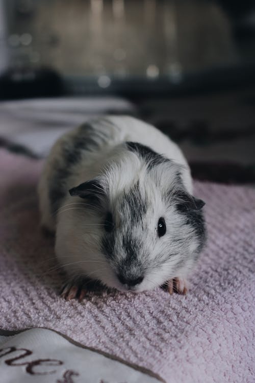 Close up of a Guinea Pig