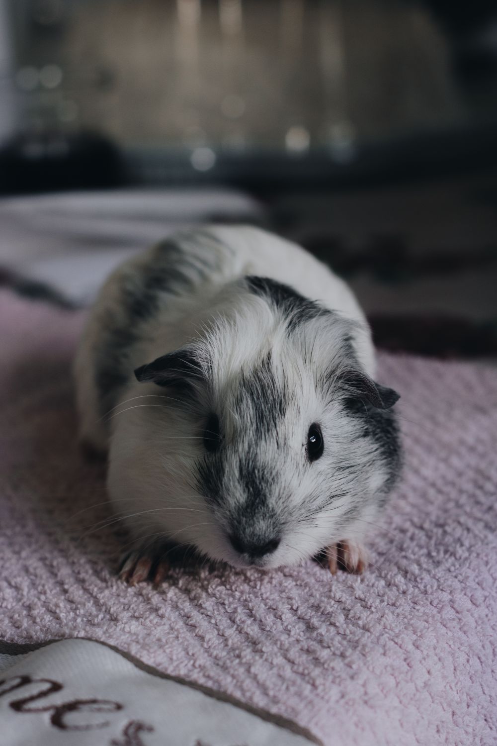 Guinea Pig vs Hamster: Which Pet Fits Your Life? - 2