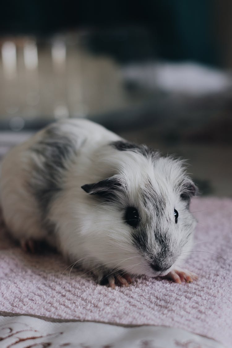 Close Up Of A Guinea Pig