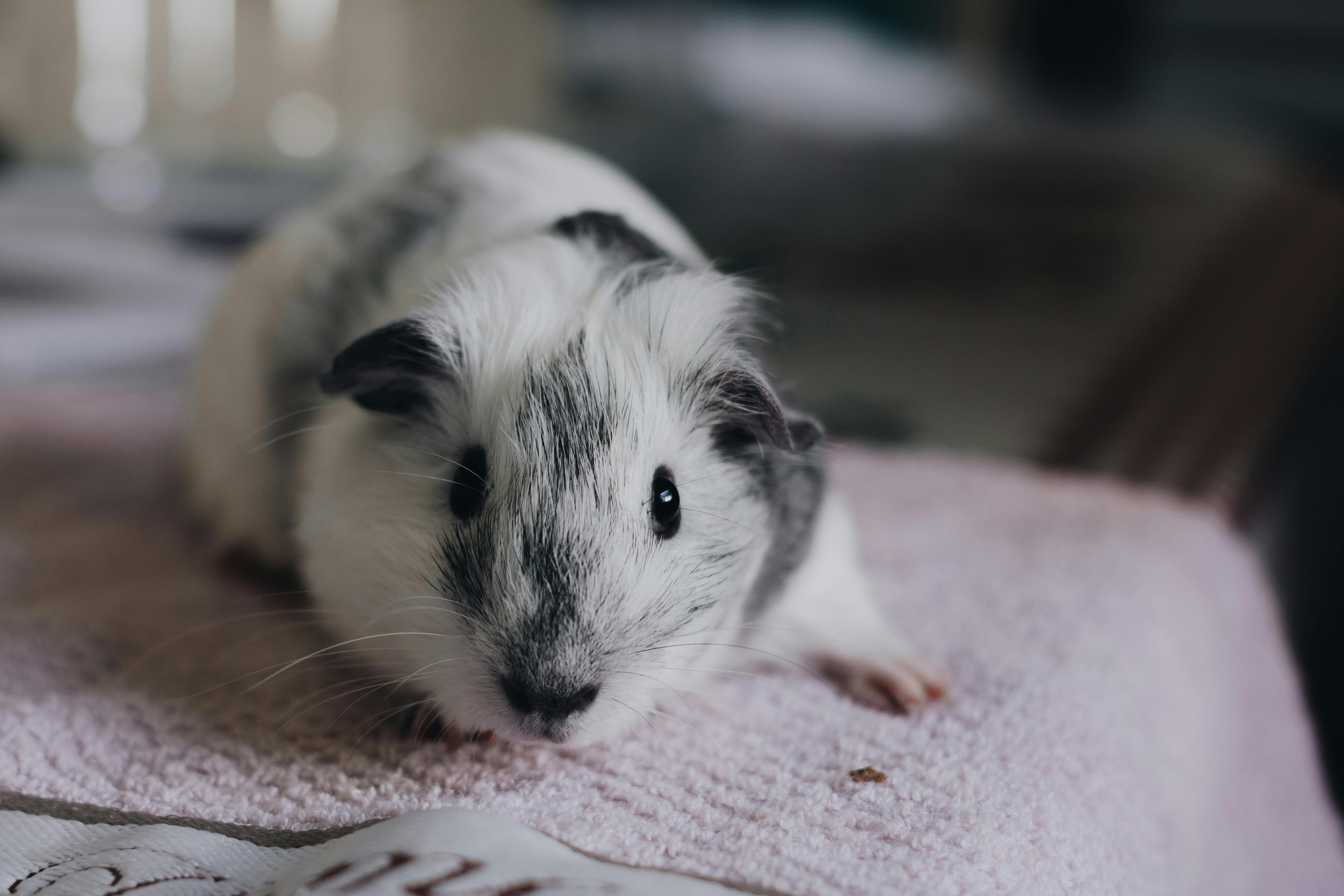 HD wallpaper Guinea pig white and brown guinea pig grass rodent   Wallpaper Flare