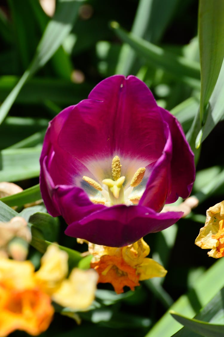 Close-up Of A Purple Tulip