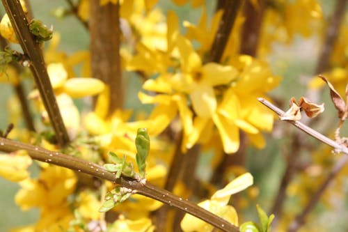 Free stock photo of beautiful flower, everything yellow, mellow Stock Photo