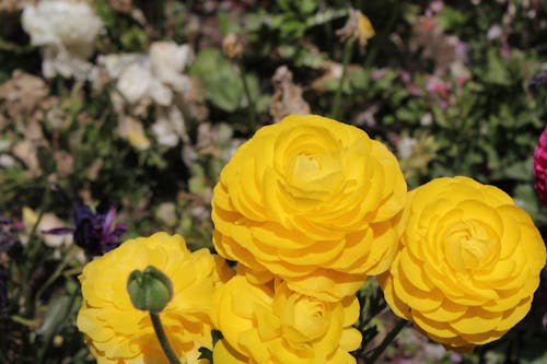 Immagine gratuita di fiori, fiori gialli, giallo dorato