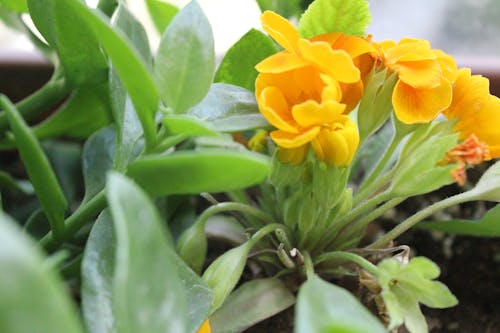 Free stock photo of beautiful flower, everything yellow, flowers