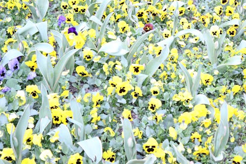 Immagine gratuita di fiore giallo, fiori gialli, giallo morbido