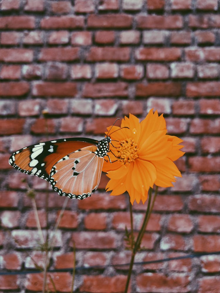 Queen Butterfly On Orange Petaled Flowers