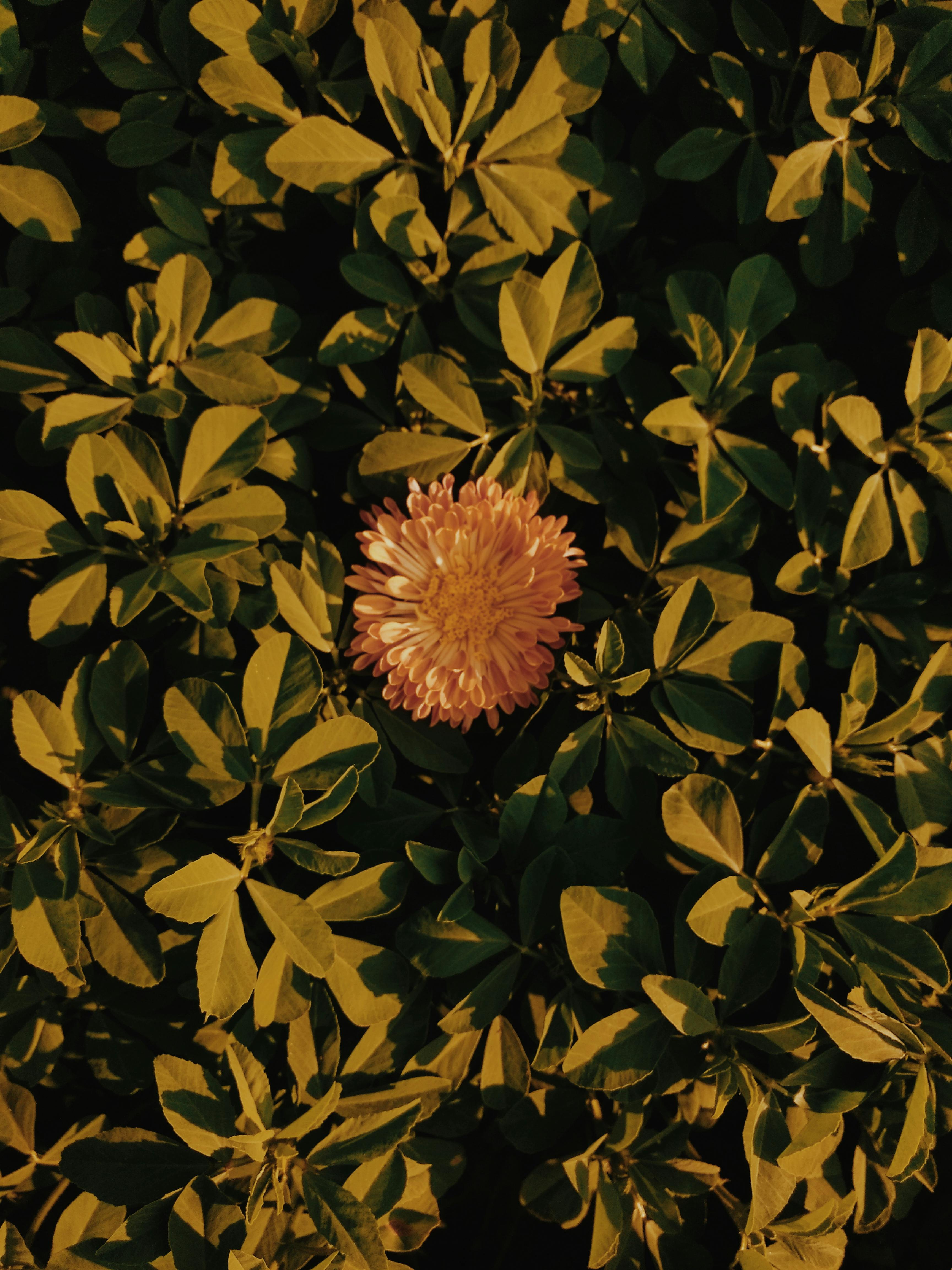 在郁郁葱葱的绿叶中，一朵粉红色的花朵脱颖而出，展现了自然之美与对比