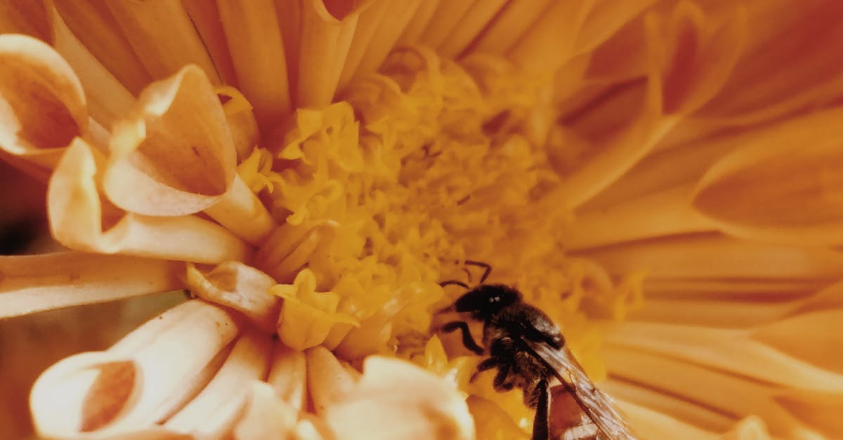 Close Up Photo of Honey Bee on Yellow Petaled Flowers