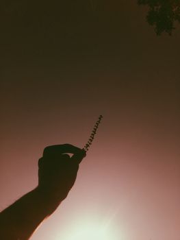 Silhouette of a hand holding a delicate sprig against a dramatic sunset sky.