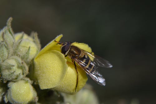 Foto d'estoc gratuïta de flor, micro, natura