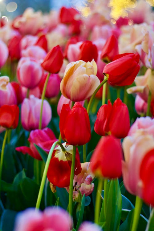 Free 꽃, 꽃 침대, 꽃이 피는의 무료 스톡 사진 Stock Photo