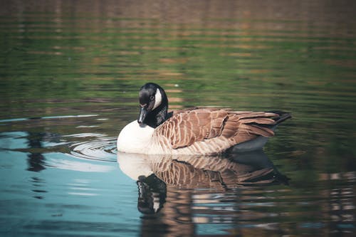 Kostenloses Stock Foto zu ente, nahansicht, reflektierung