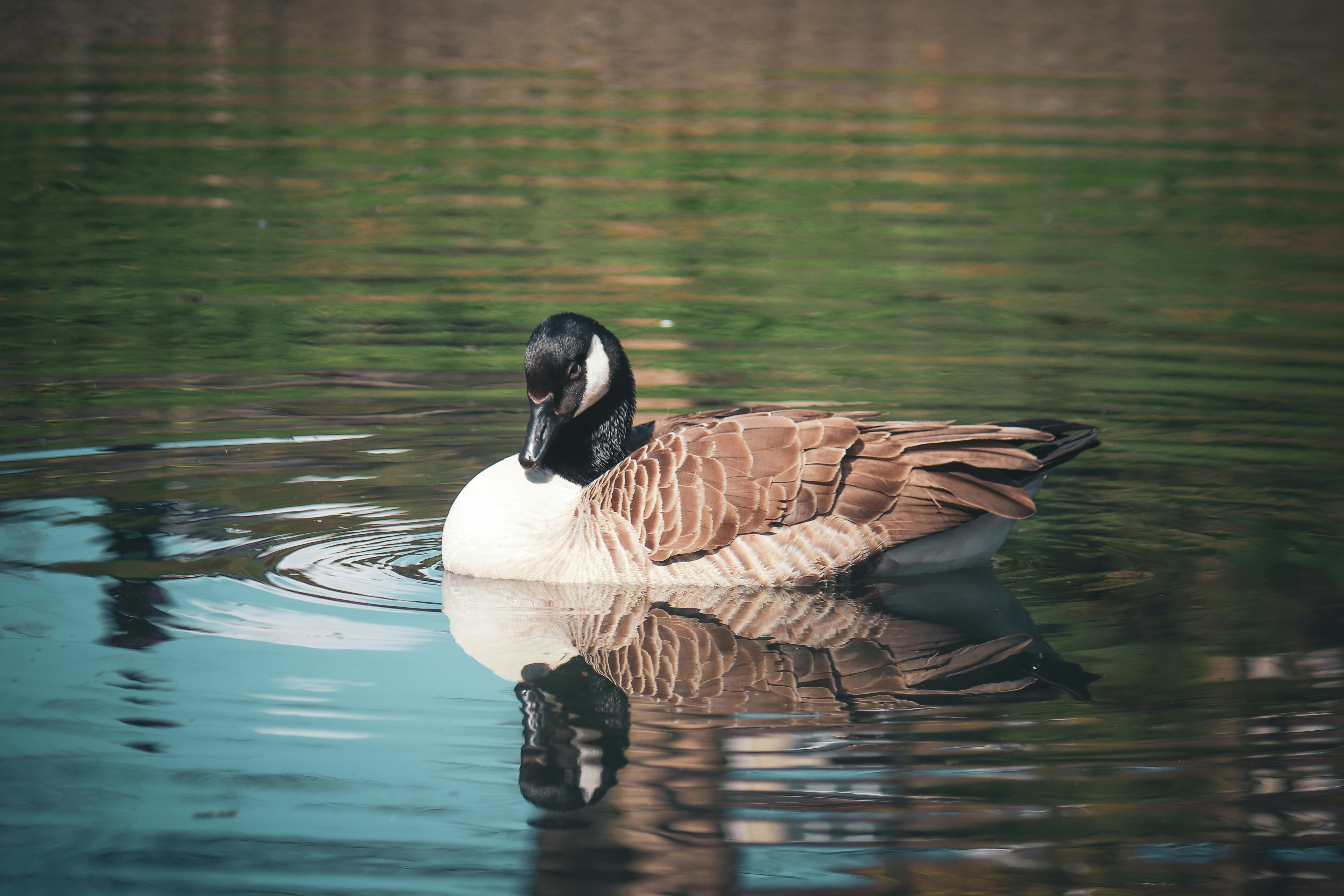 White Swan · Free Stock Photo