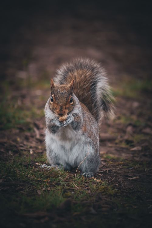 Free Squirrel eating on the ground with a natural blurred background, showcasing wildlife behavior. Stock Photo