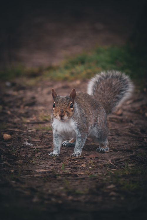 Free Captivating image of a grey squirrel standing alert on the forest floor, showcasing wildlife photography. Stock Photo