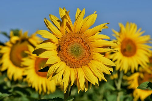Close-Up Shot of Yellow Sunflower