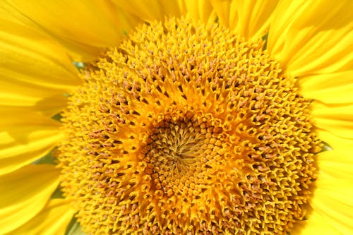 Kostnadsfri bild av blomfotografi, gul blomma, närbild