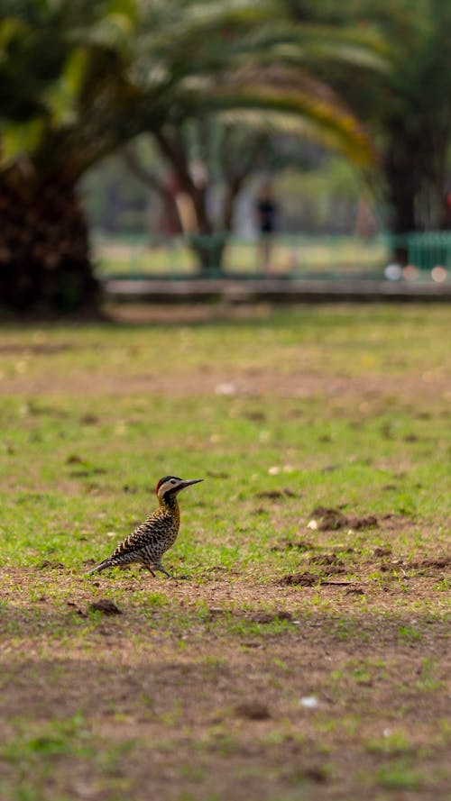 Bird Walking on Ground in Park