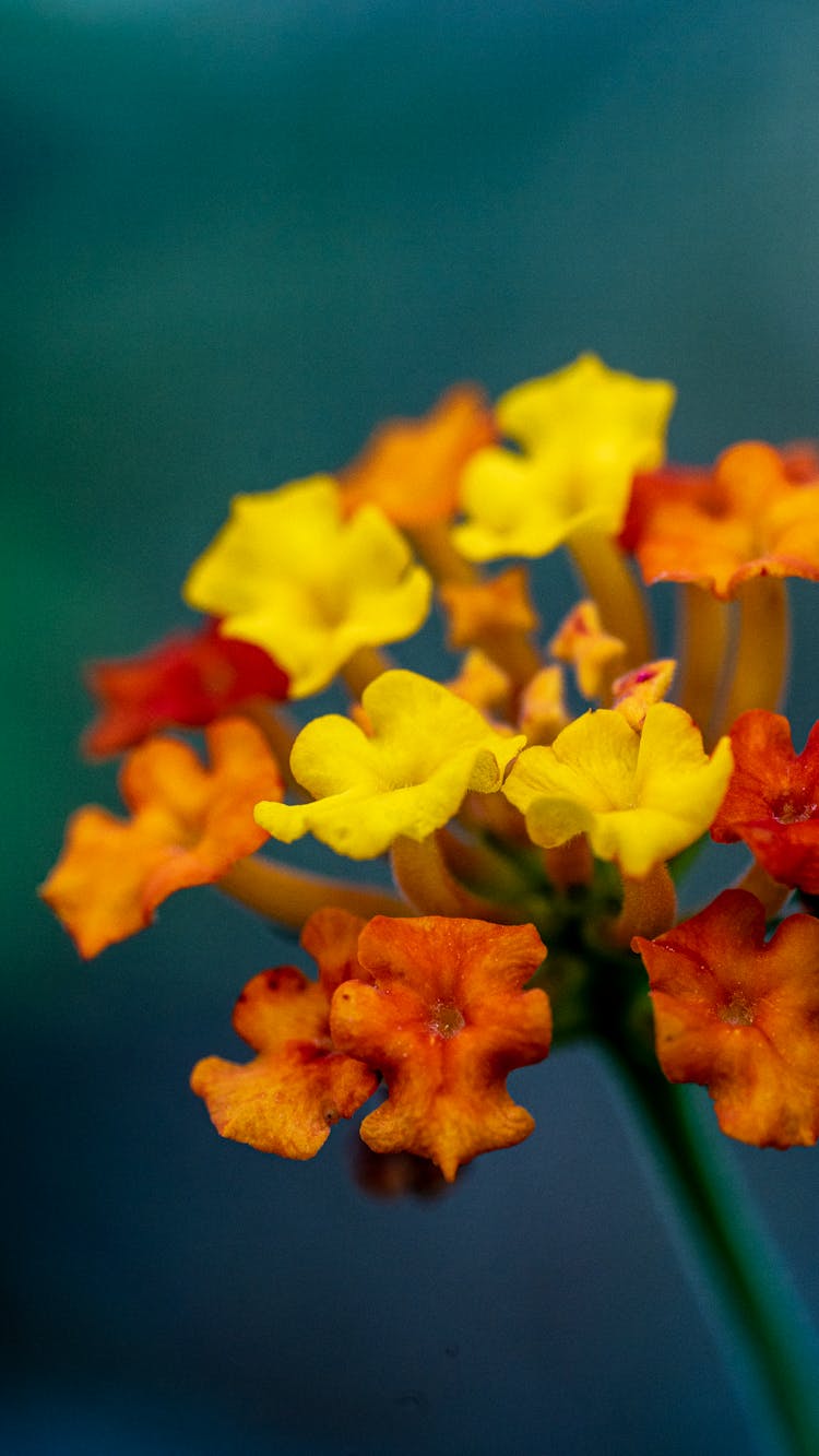 Close-up Of Orange And Yellow Flowers
