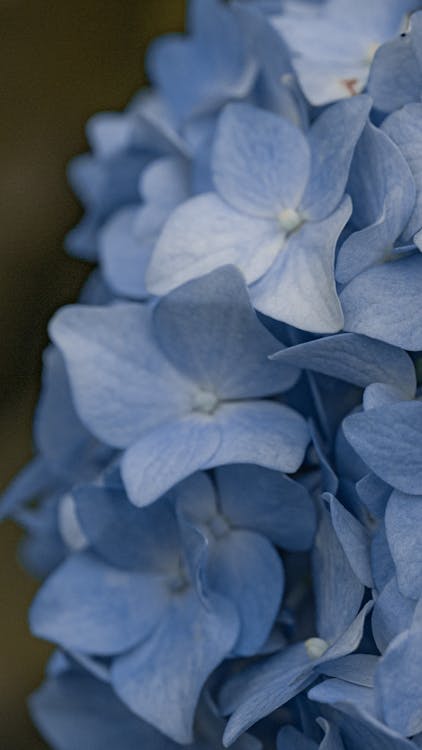 Gratis stockfoto met blauw, bloemblaadjes, bloemen