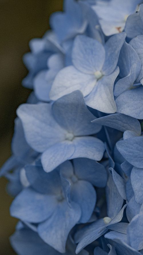 Free Detailed close-up of vibrant blue hydrangea petals in natural light. Stock Photo