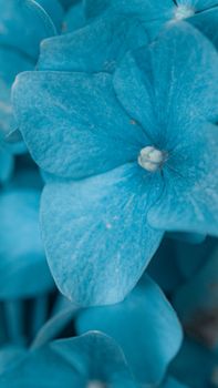 Detailed close-up view of vivid blue hydrangea petals, showcasing nature's intricate beauty.