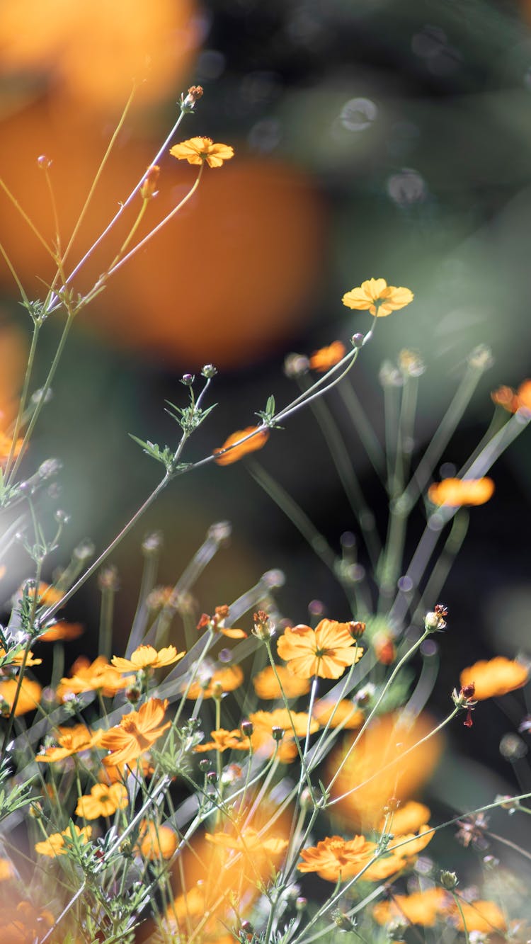 Wildflowers On Blur Nature Background