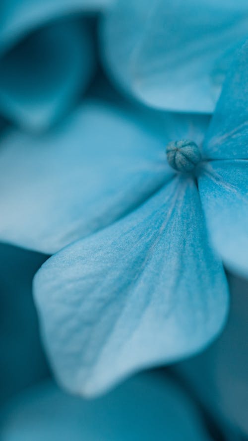 Close-up on Blue Petals of Hydrangea Flower