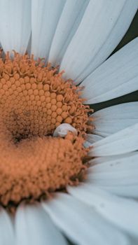 Detailed macro shot of a daisy flower focusing on its white petals and vibrant orange center.