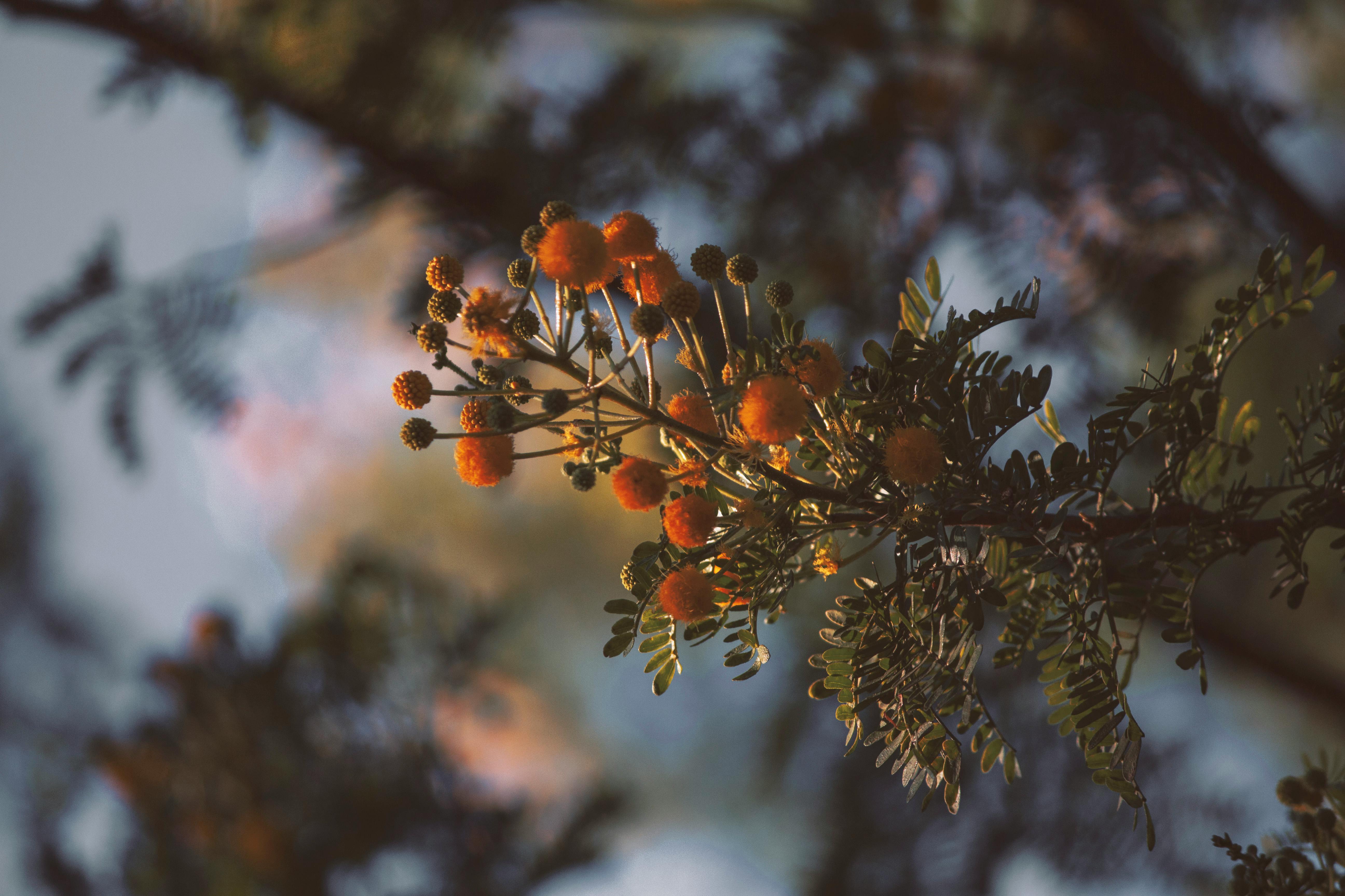 Acacia caven: Propagación, Manejo y Uso en Restauración Ecológica y Paisajismo Sostenible