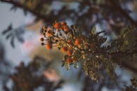 在宁静的户外环境中，明亮的橙色金合欢花与郁郁葱葱的绿叶，捕捉到大自然的美丽