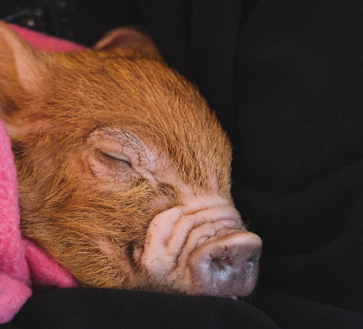 Piglet Sleeping On A Black Blanket