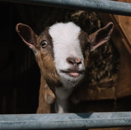 A Brown and White Goat in Close-Up Photography