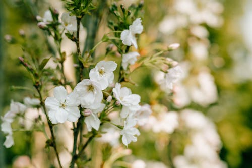 Close-Up Shot of White Flowers