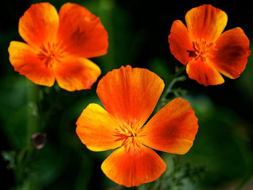 Бесплатное стоковое фото с eschscholzia californica, выборочный фокус, калифорнийский мак