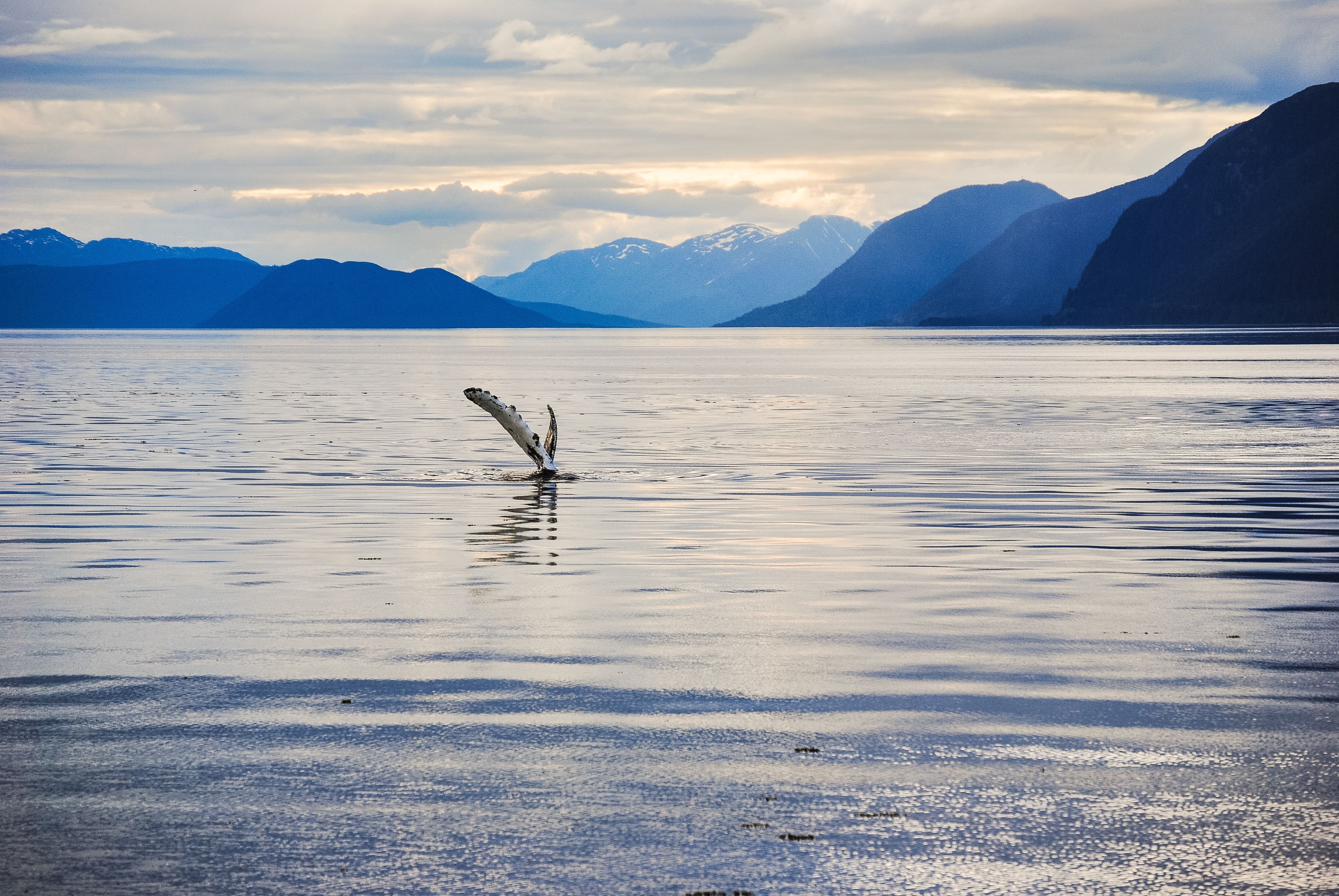 Whale tail emerges in serene lake with majestic mountains and tranquil sunset.