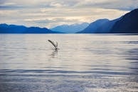 Bird over Water in Mountain Landscape