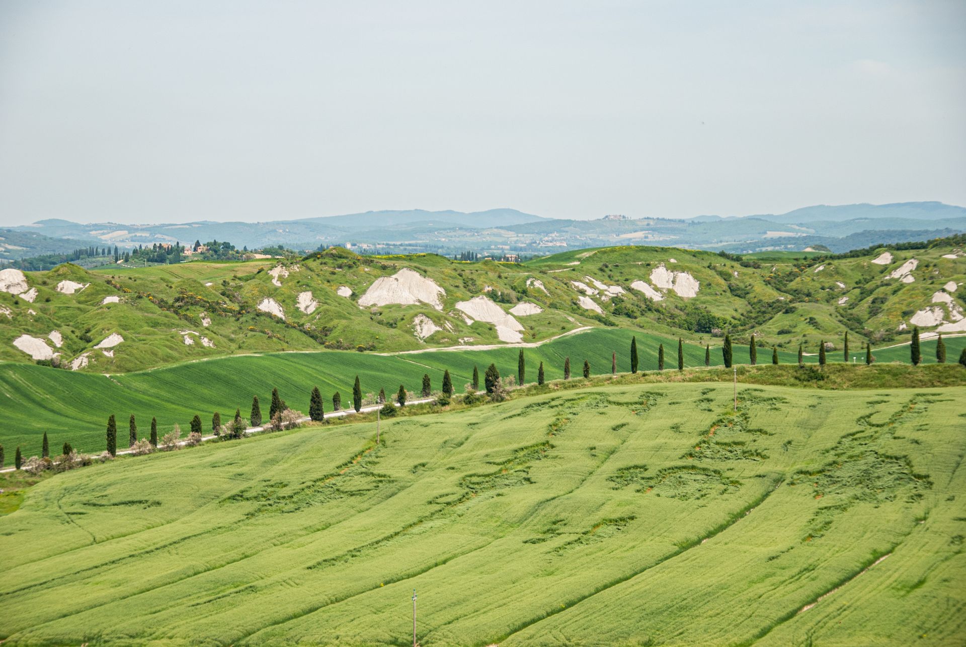 Scenic view of lush green hills and iconic cypress trees in Tuscany.