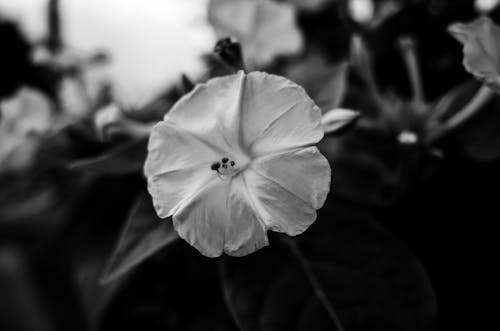 Imagine de stoc gratuită din a închide, alb-negru, floare