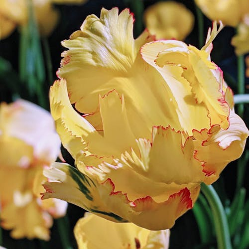 Free stock photo of spring, tulips