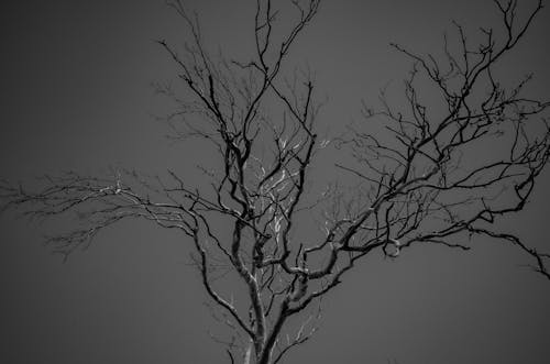 Grayscale Photo of a Leafless Tree