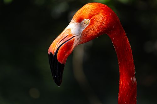 Free A vibrant and detailed side view of an American flamingo with droplets on its feathers. Stock Photo