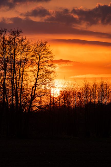 Beautiful backlit scene of trees silhouetted against a vibrant sunset.